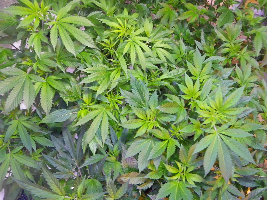 IMGP1563