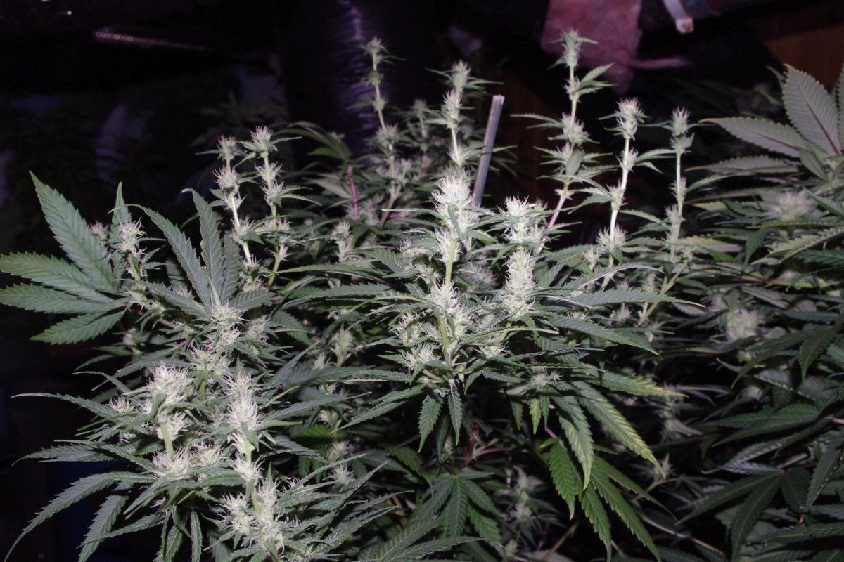 IMGP4201