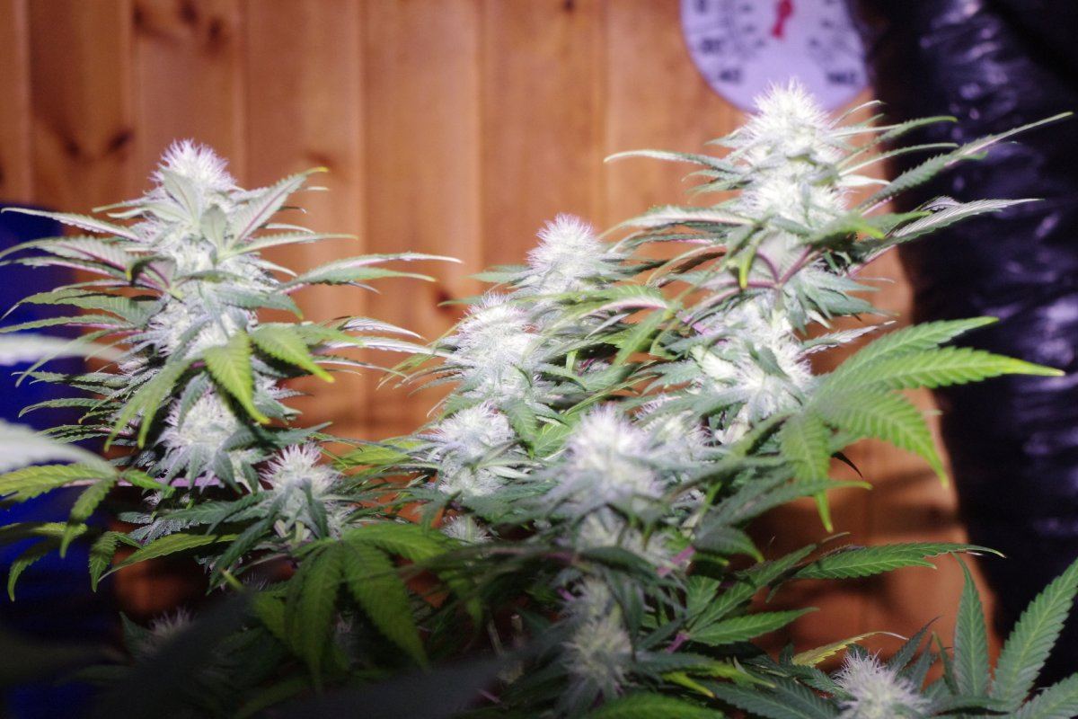 IMGP4202