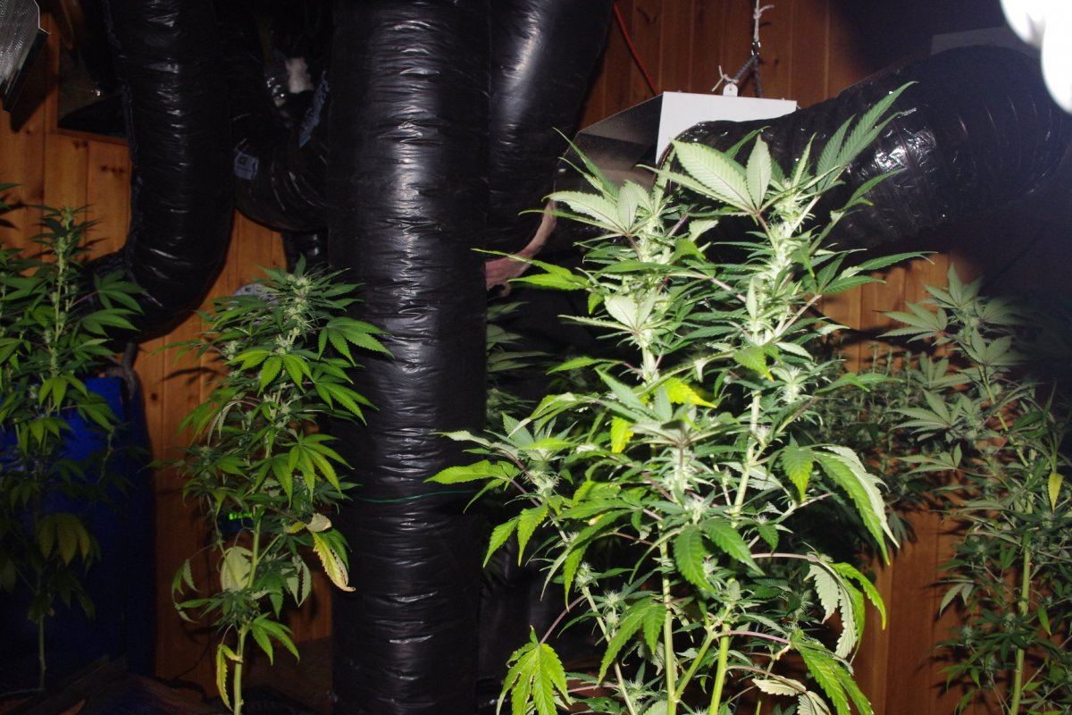 IMGP4205