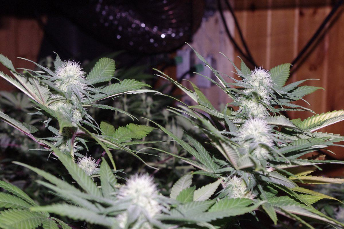 IMGP4209