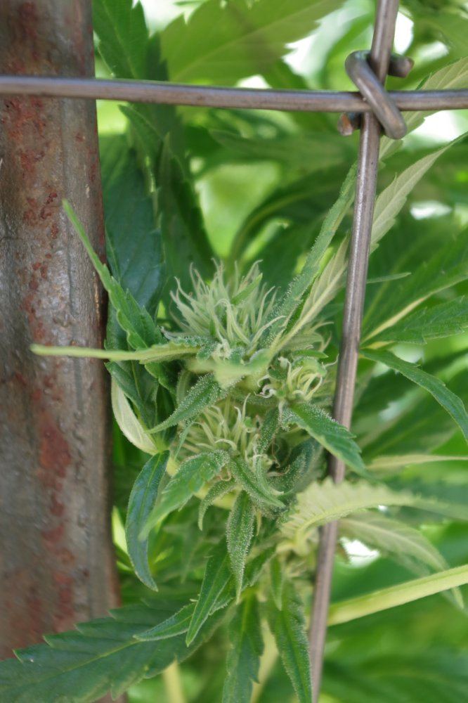 IMGP4274