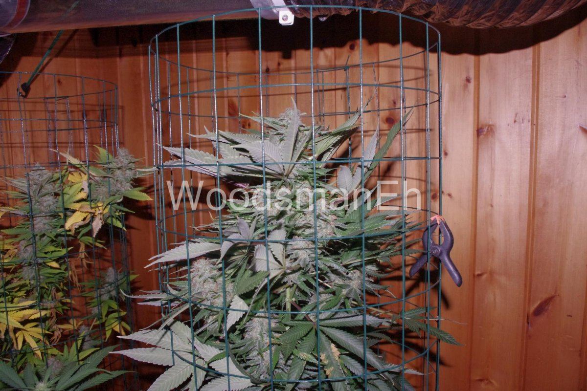 IMGP4354