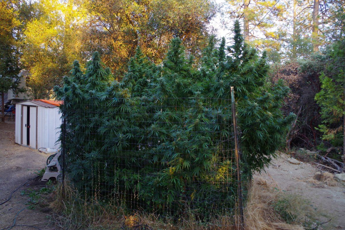 IMGP4867