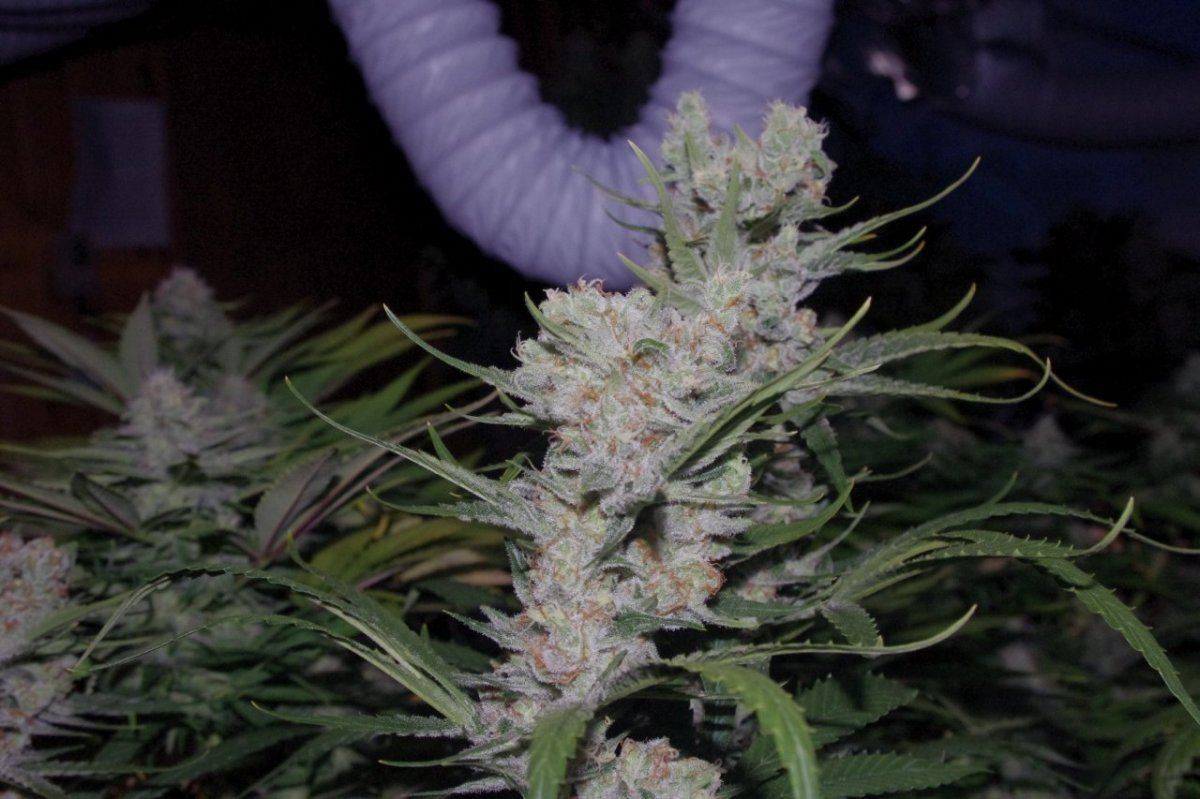 IMGP5324