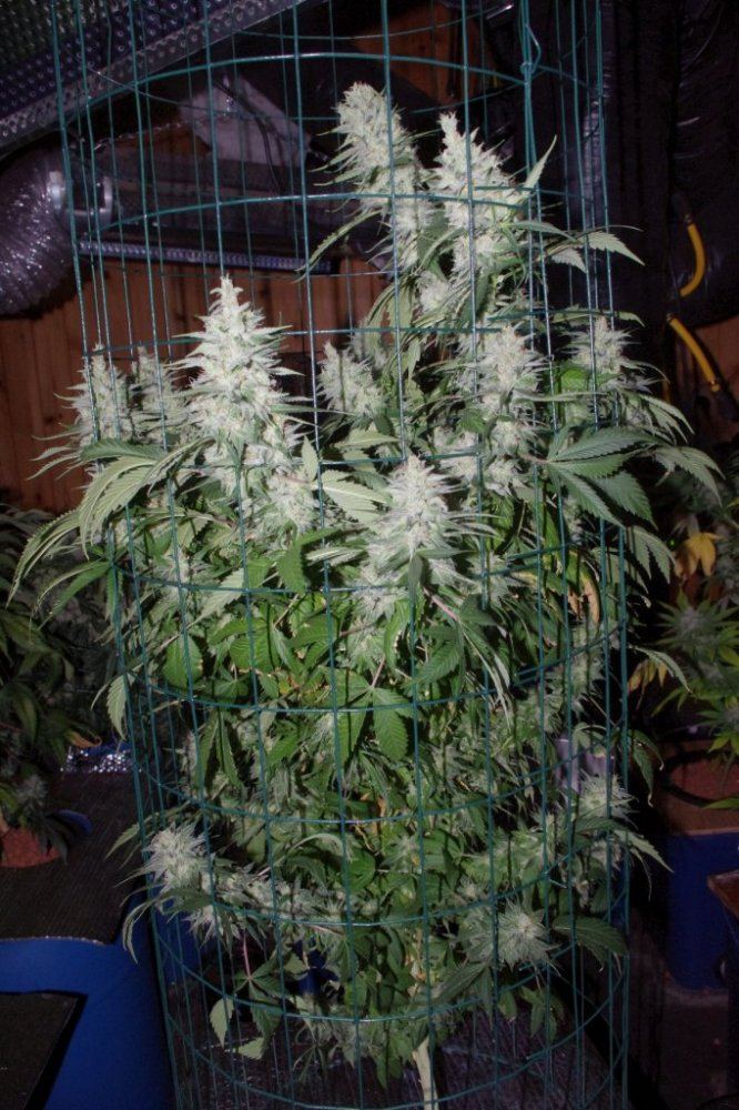 IMGP5331