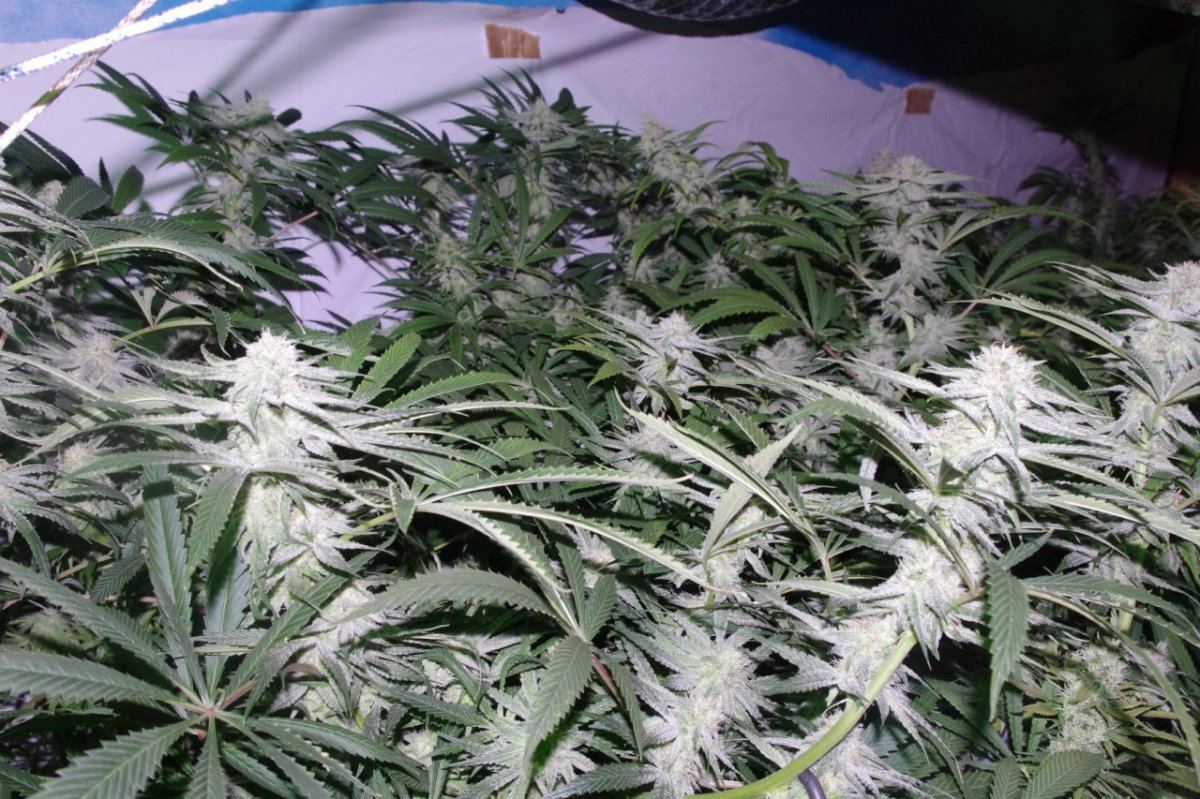 IMGP9367