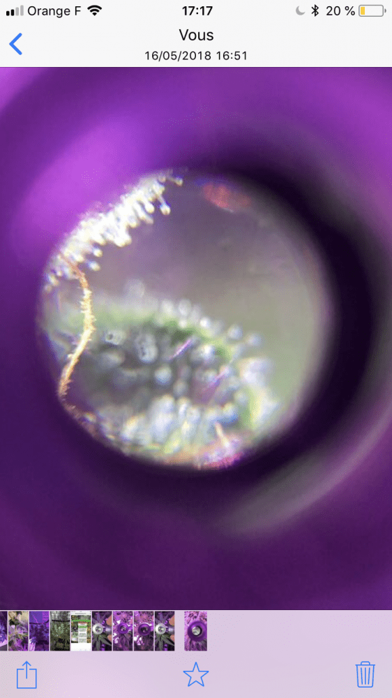 Important flush harvest question 5