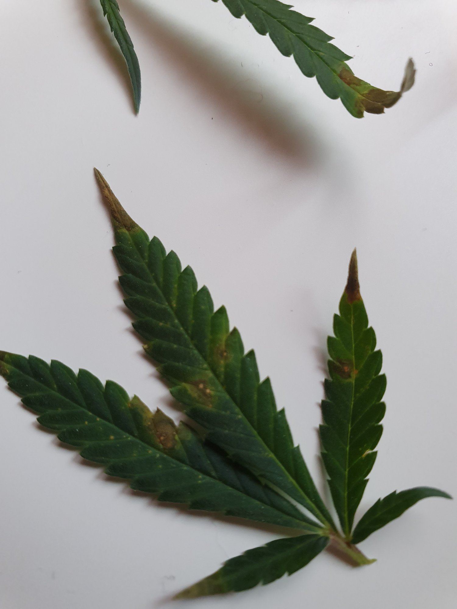 In flowering leaves have brown tips and curl 3