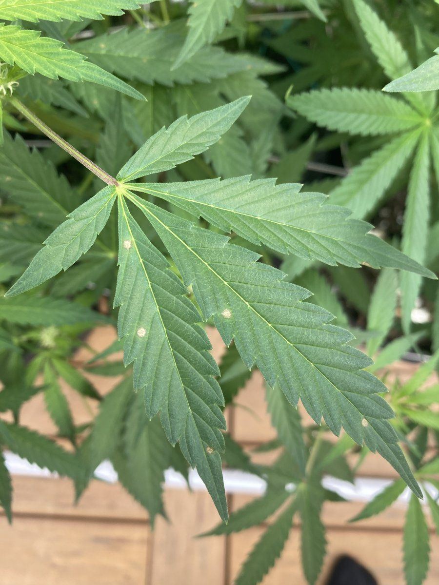 In flowering stage currently saw this on one of my plants what is it 3