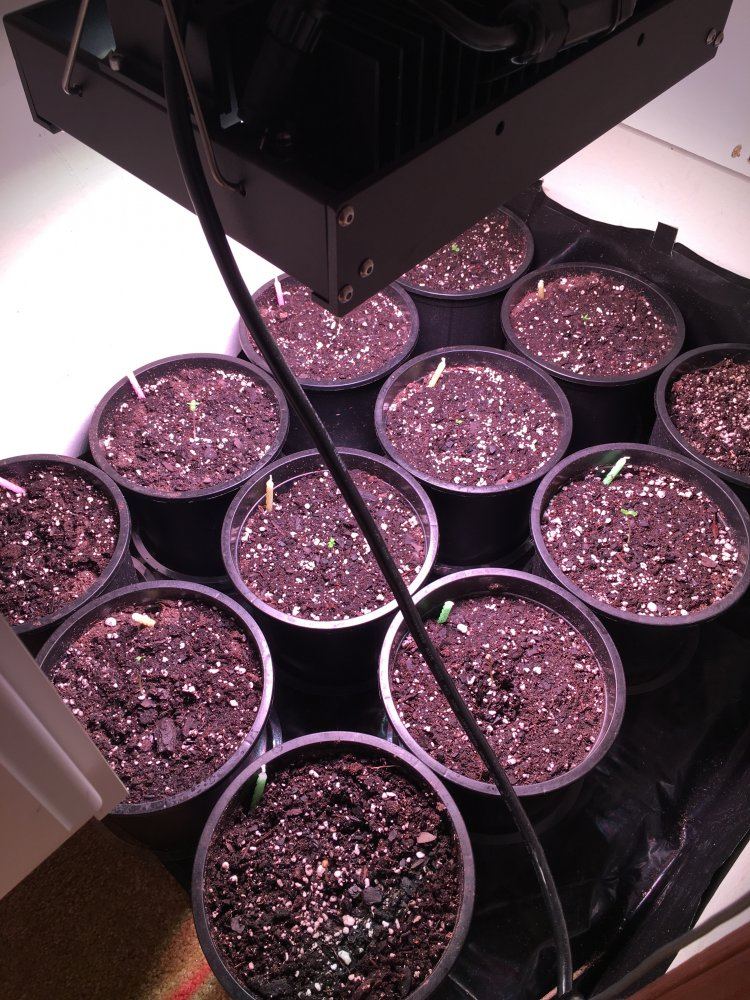 In house genetics dolato  purple sherbert led grow 2