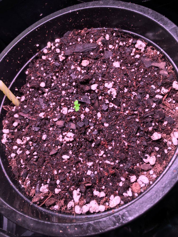 In house genetics dolato  purple sherbert led grow 3