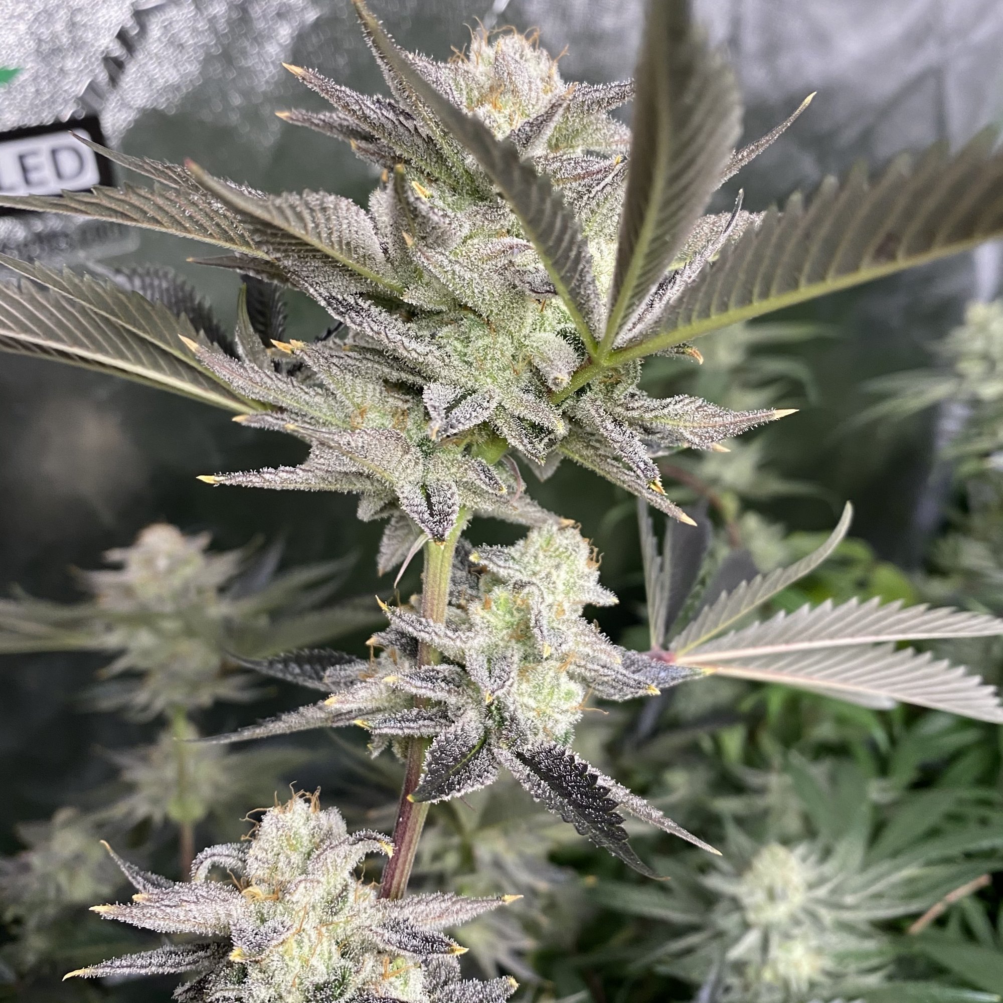 In House Platinum Kush Breath 2