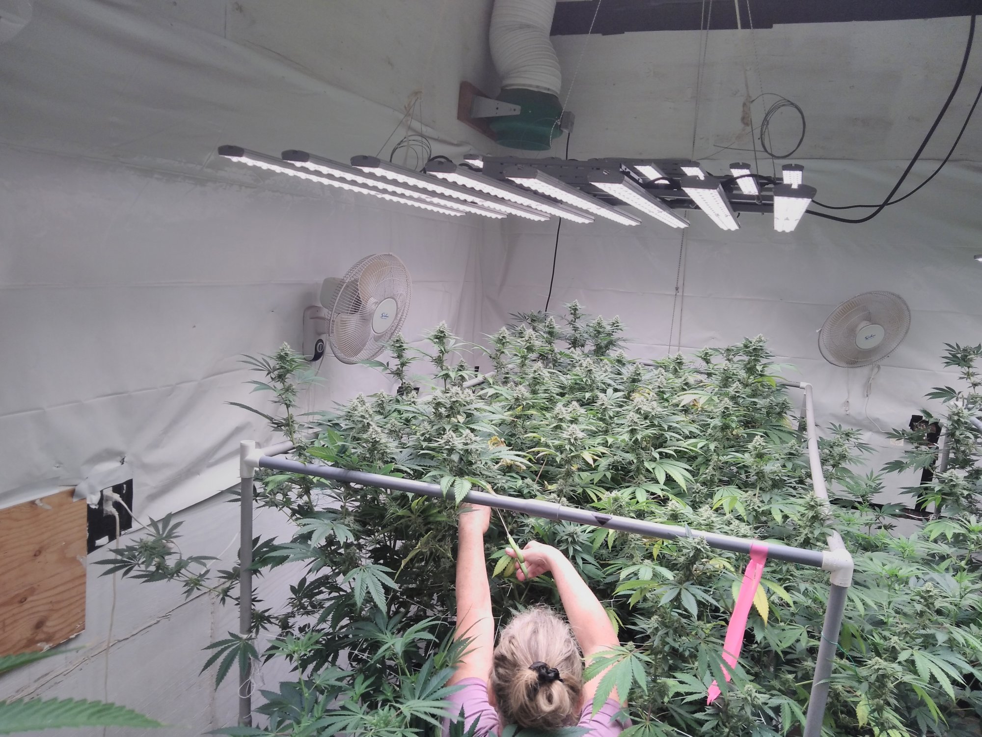 In my grow on a ladder 3