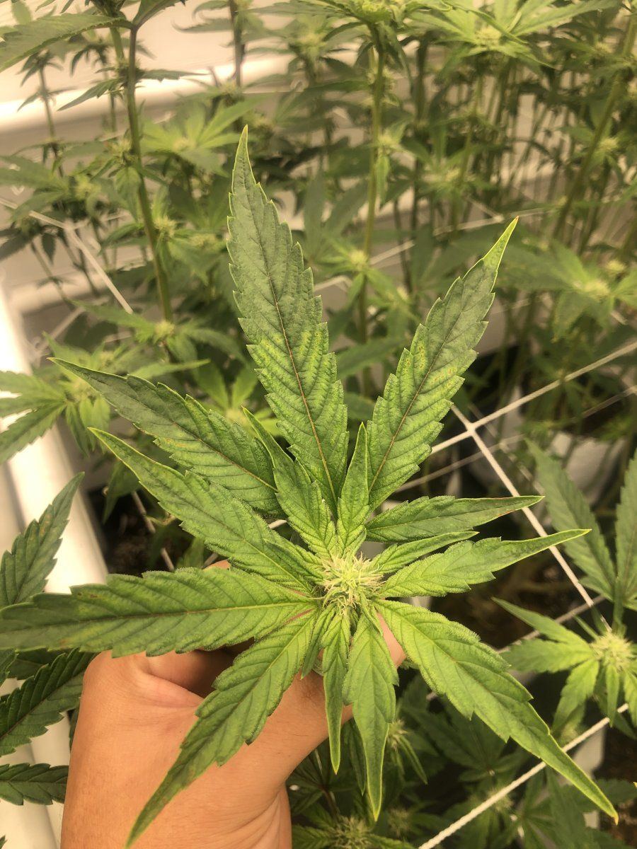 In need of help identifying burningbrowning leaves 3