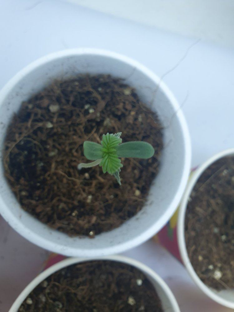 In need of some seedling advice 2