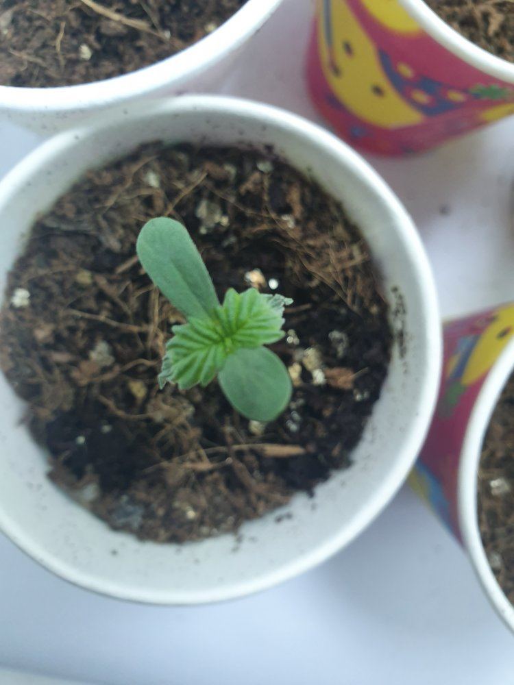 In need of some seedling advice 3