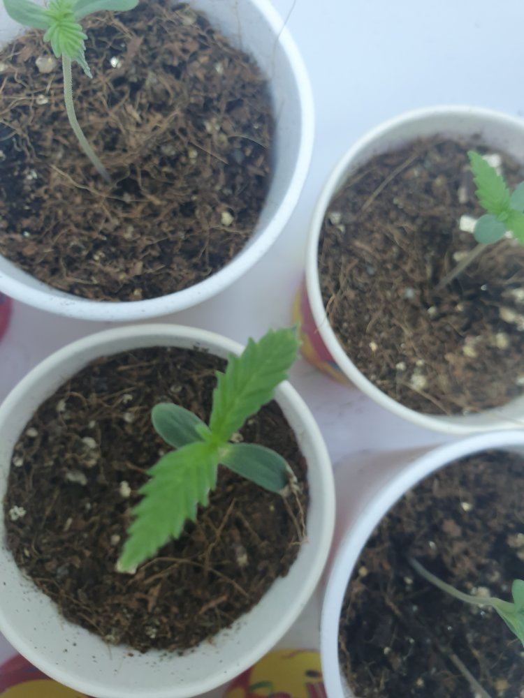 In need of some seedling advice 4