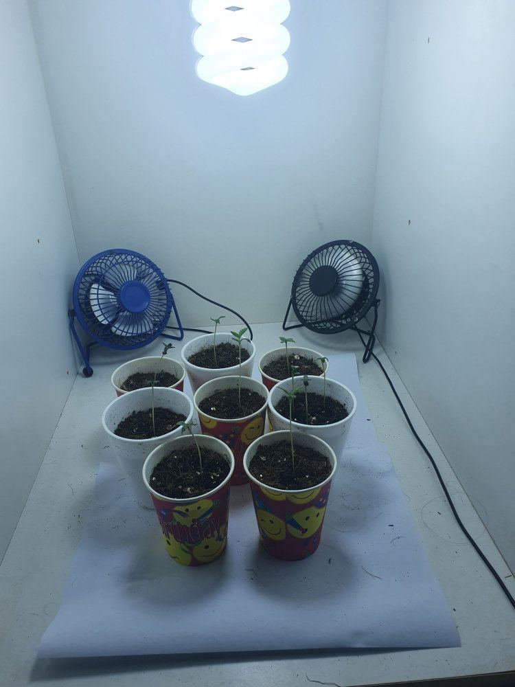 In need of some seedling advice