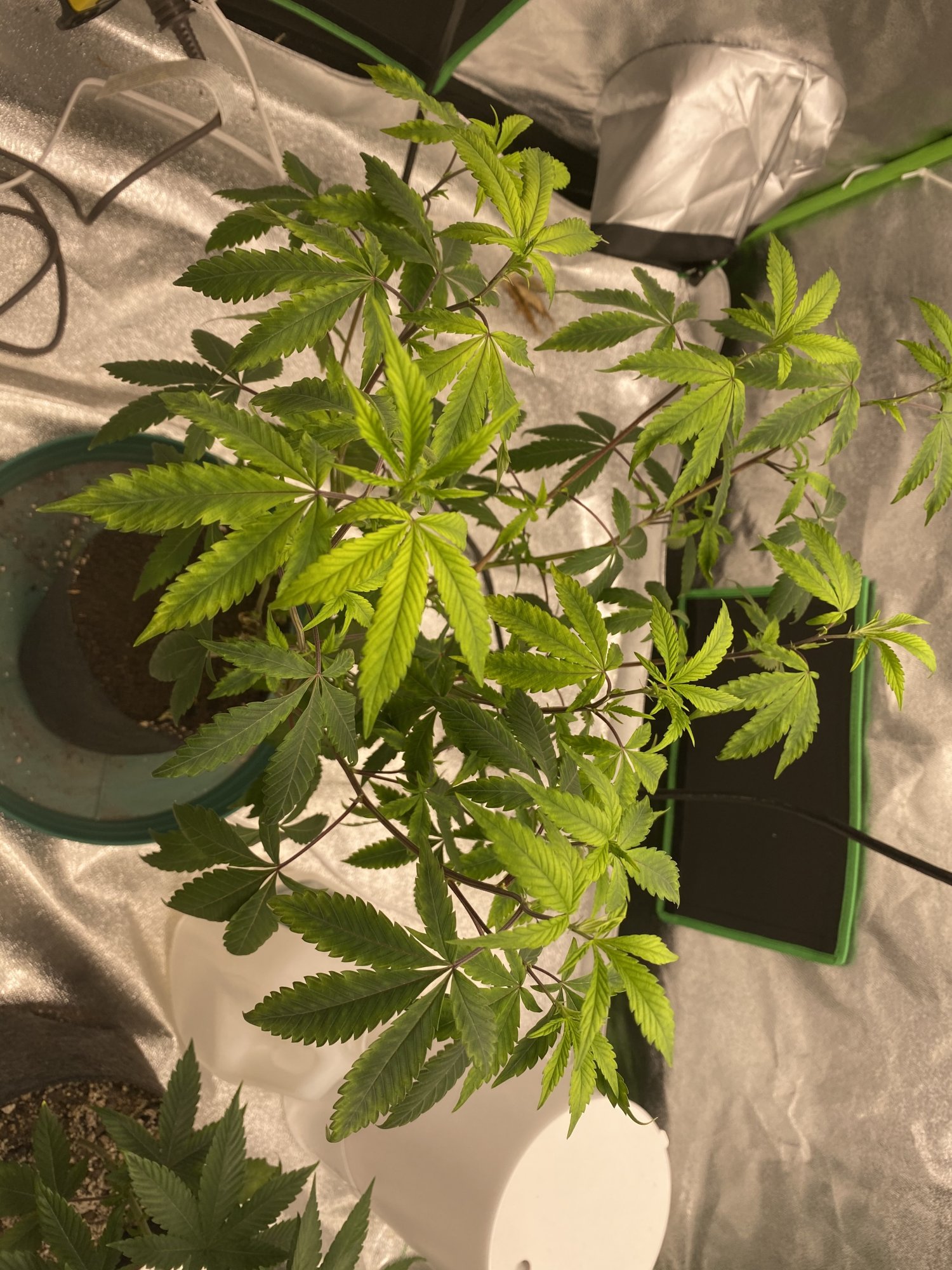 In veg and leaves are very miscolored is this light stress or something else