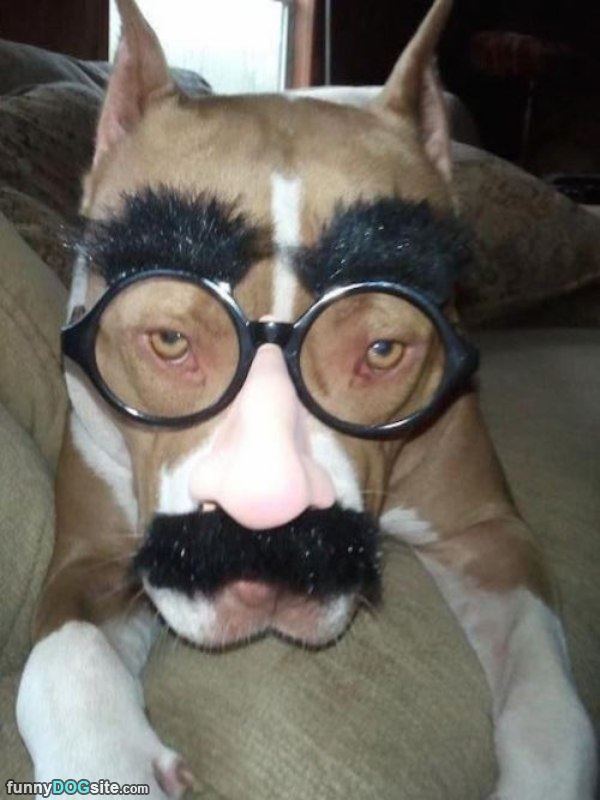 In Disguise2033