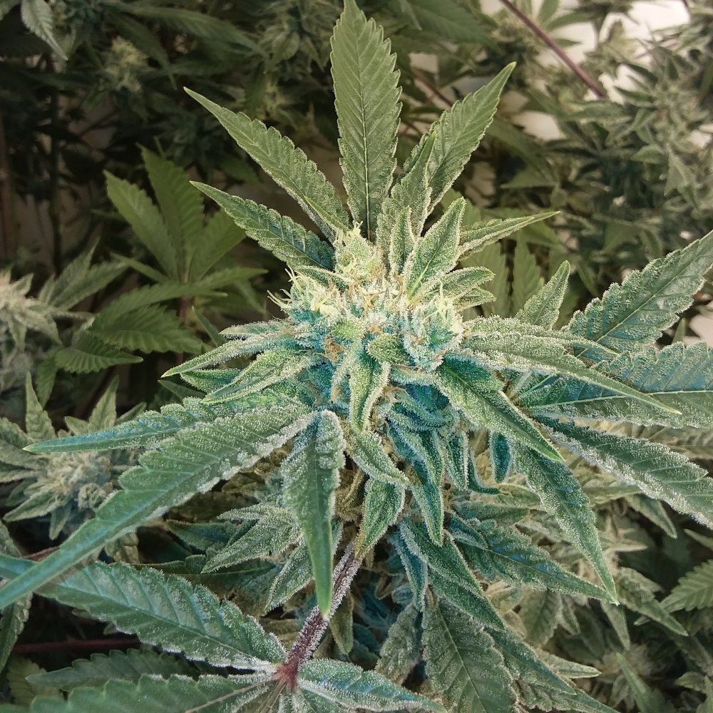 Incoghyperglue2111817