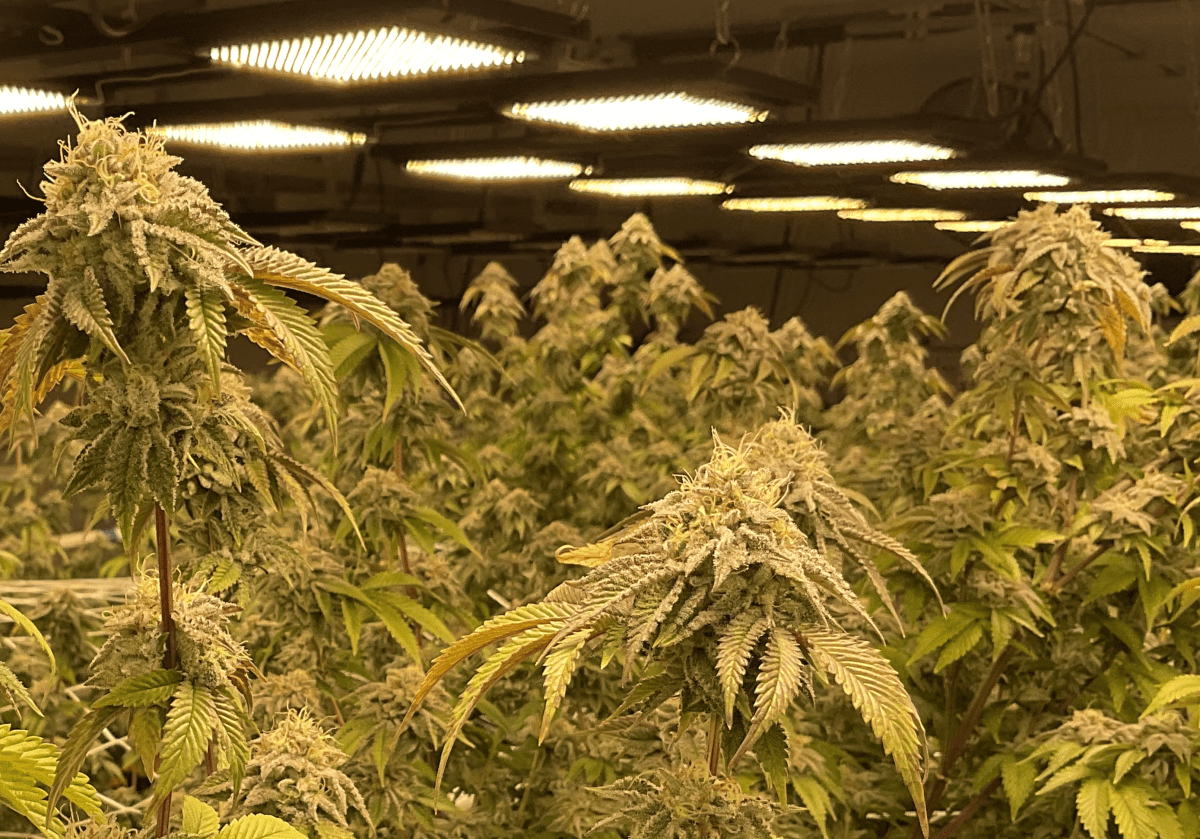 Increasing terpene production in hydroponic systems 3