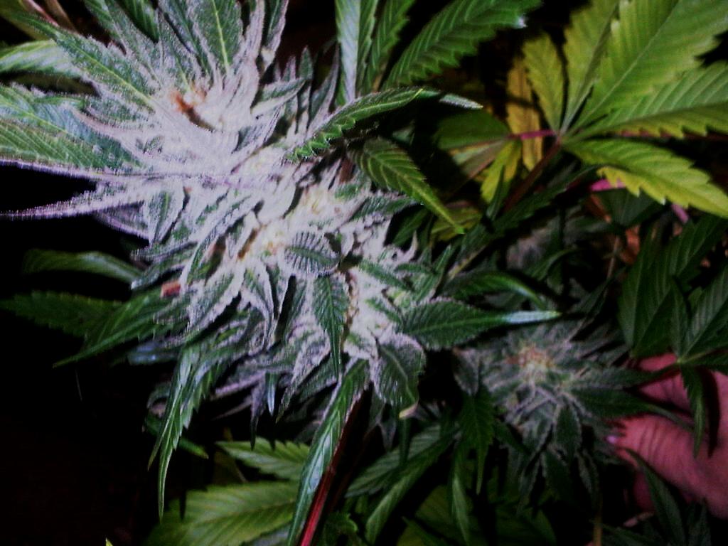 IndBubblegum