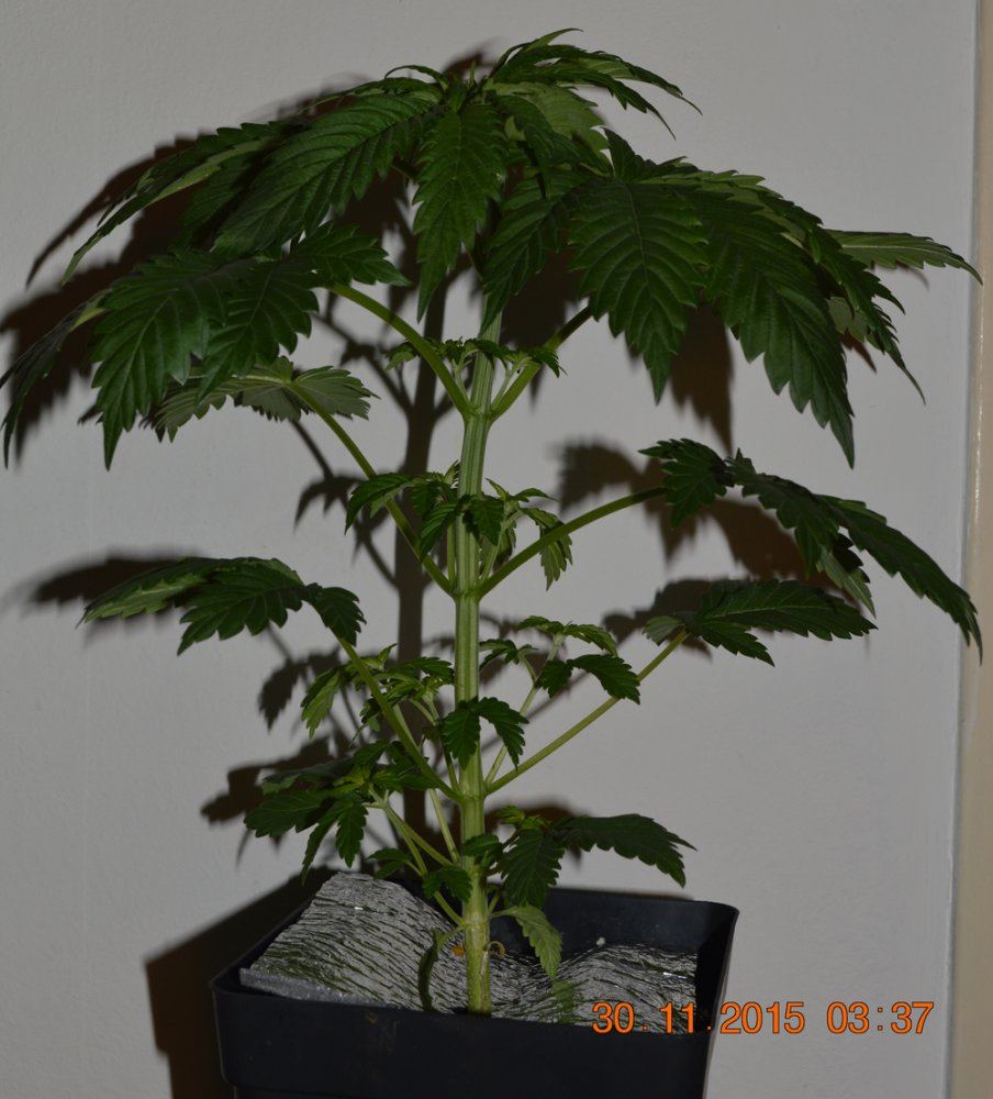 Indica