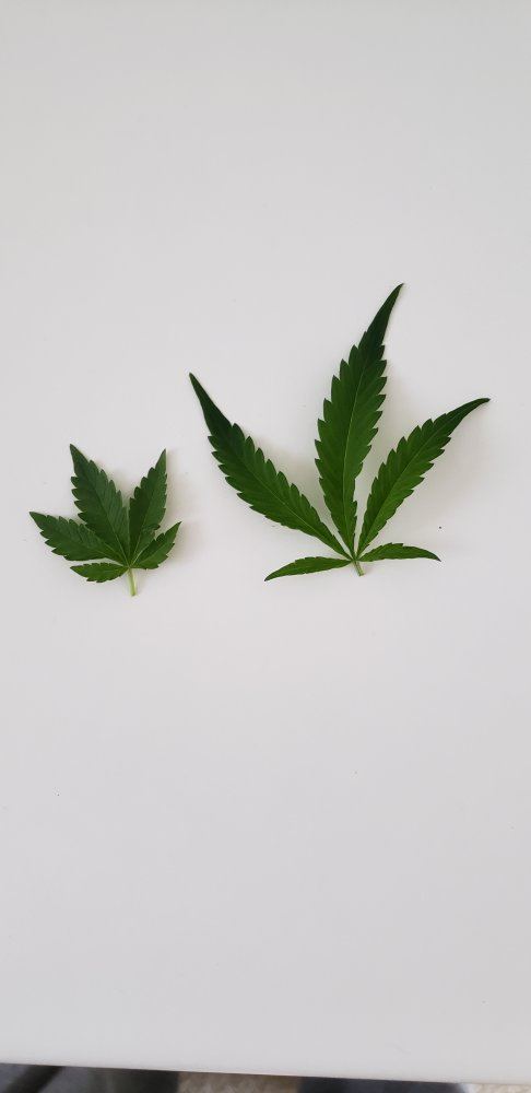 Indica  Sativa