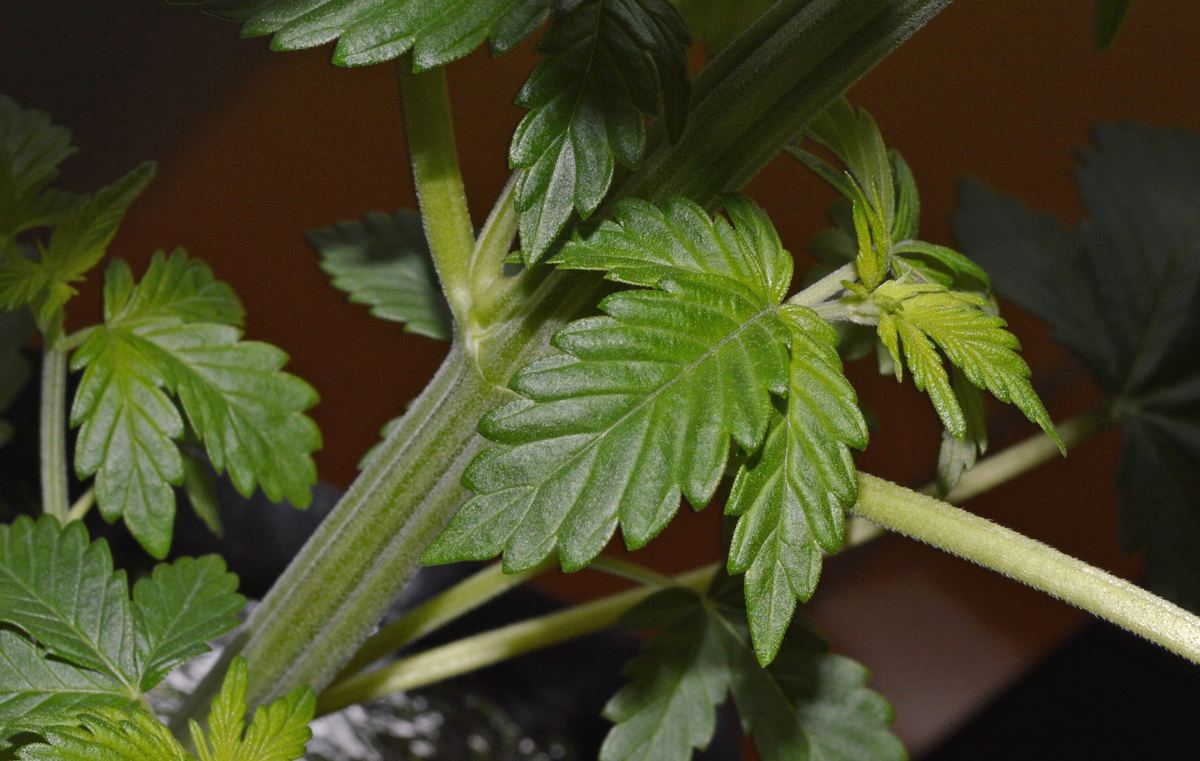 Indica2