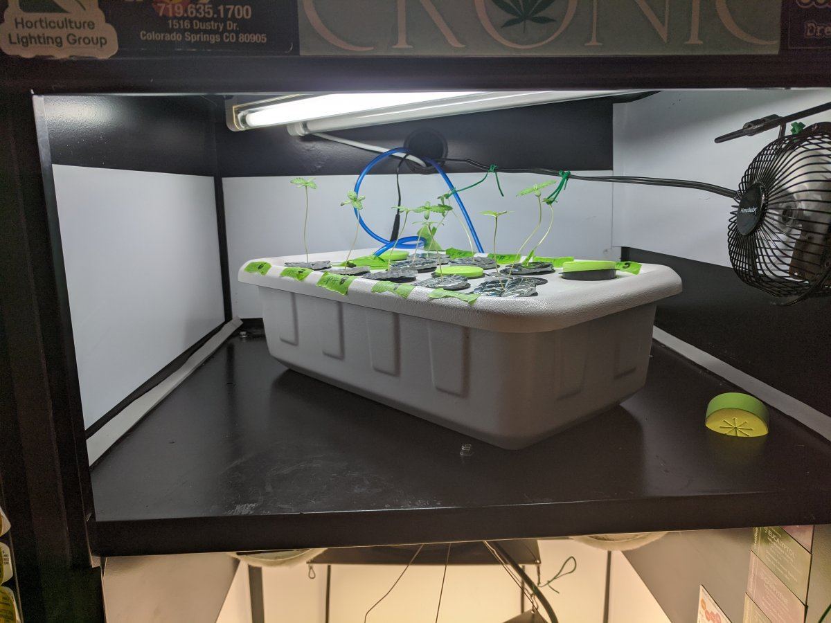 Indivas rdwc jelly pie grow 2