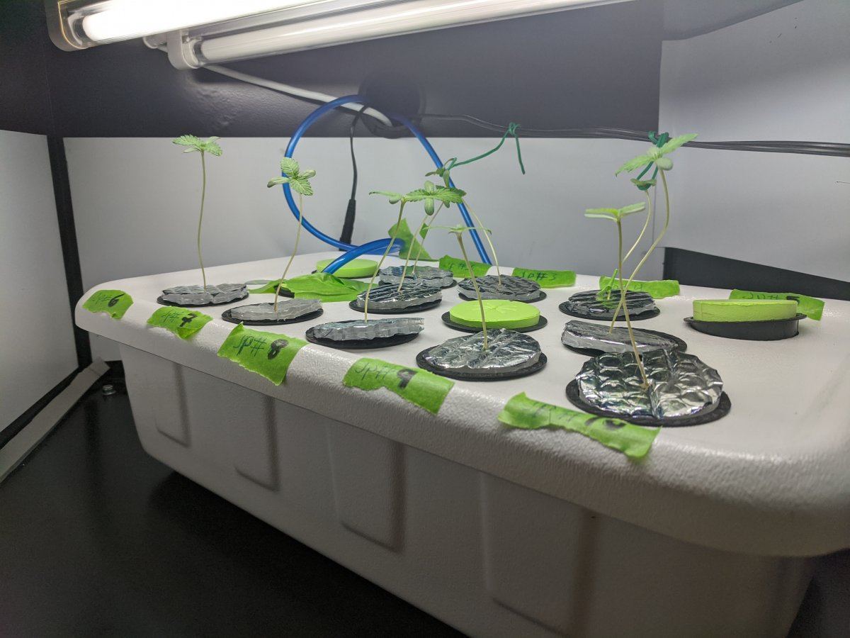 Indivas rdwc jelly pie grow