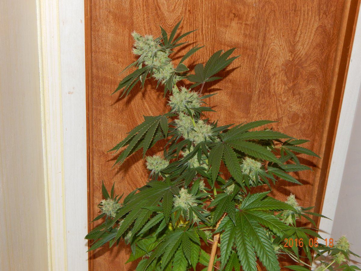 Indoor 051