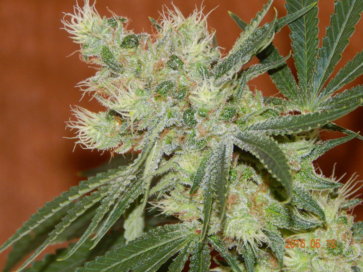 Indoor 052