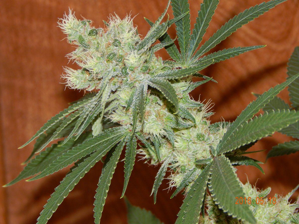 Indoor 053