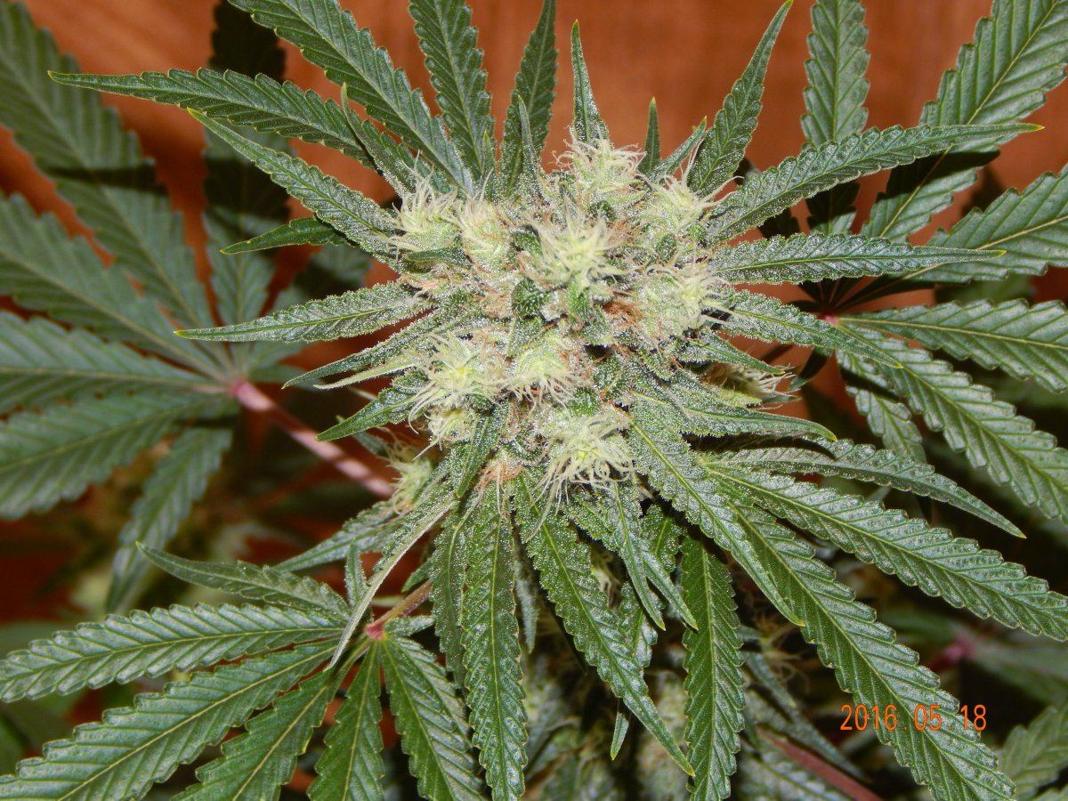 Indoor 054