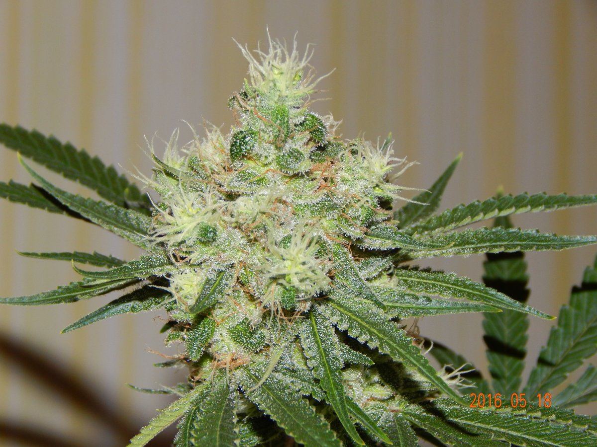Indoor 060