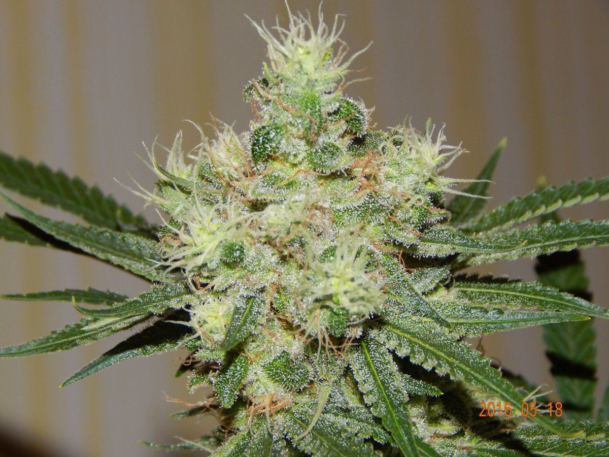 Indoor 061