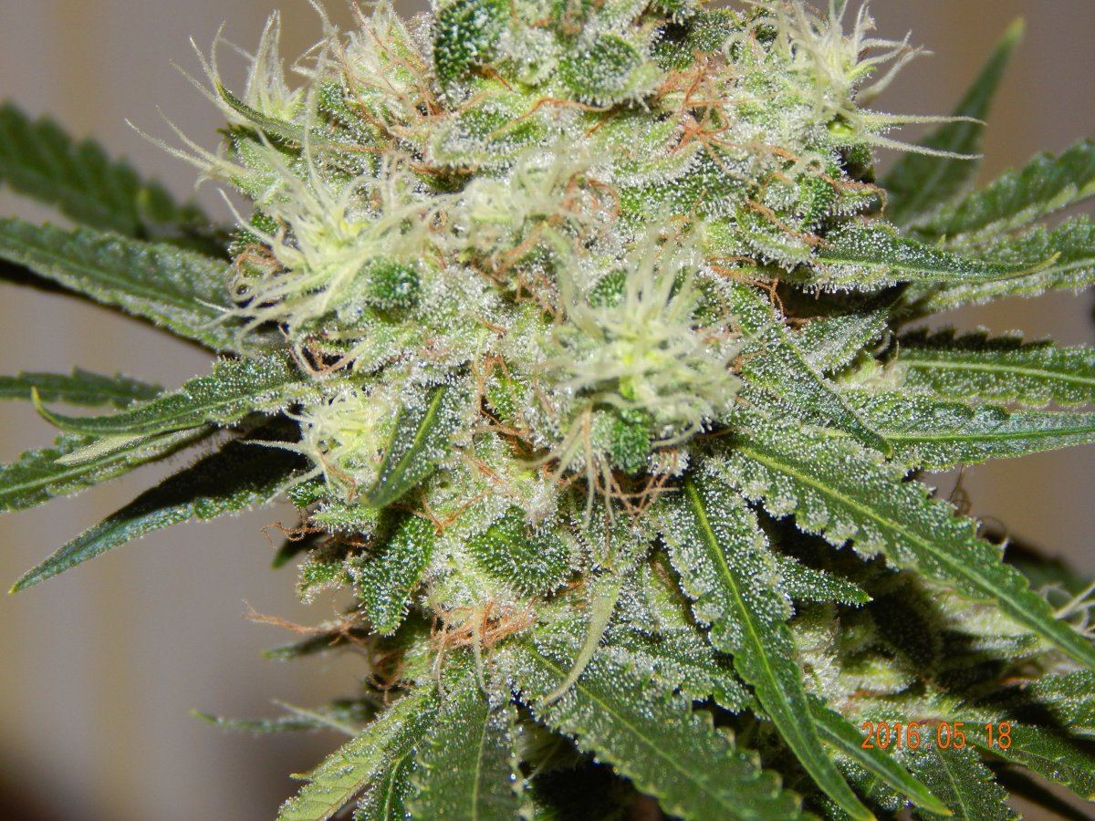 Indoor 064