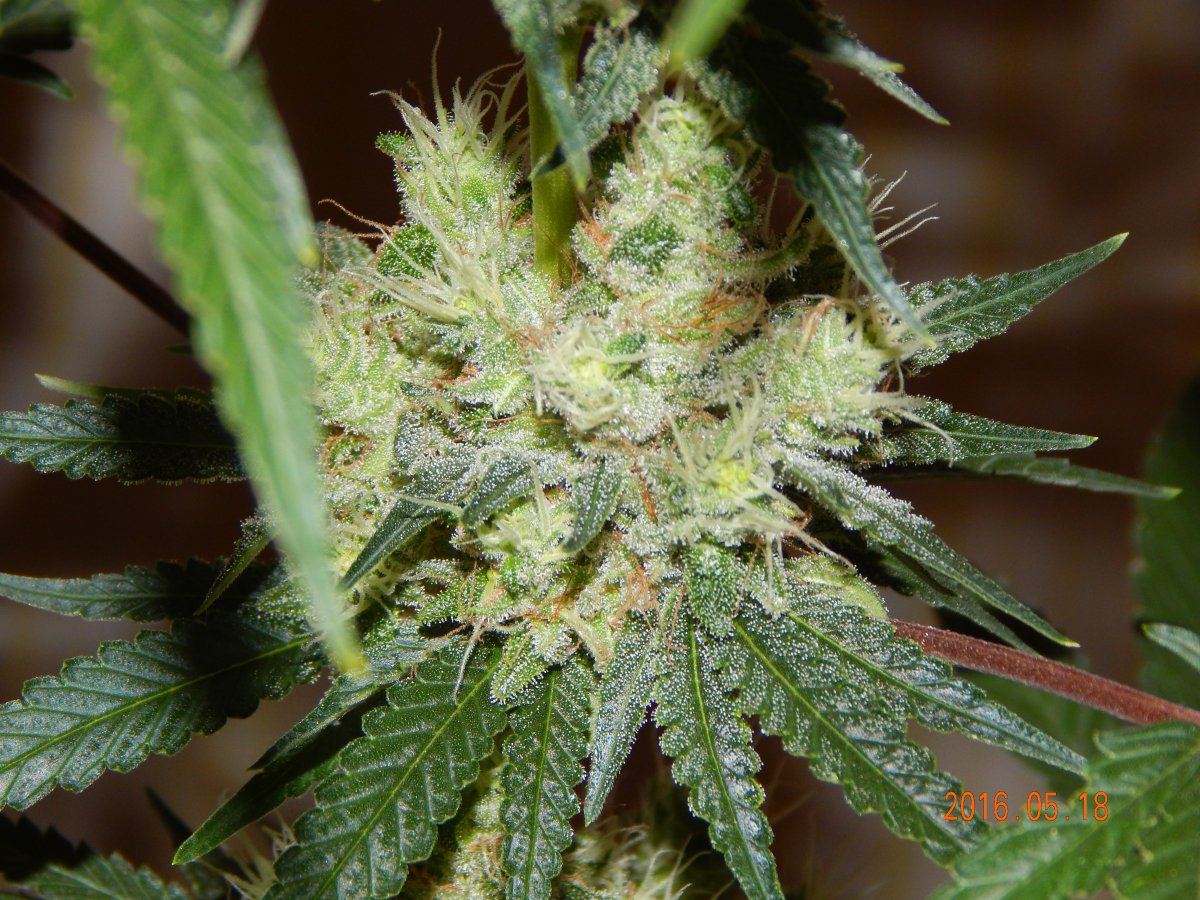 Indoor 067