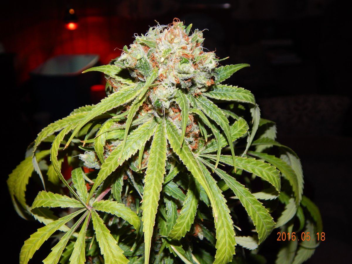 Indoor 071