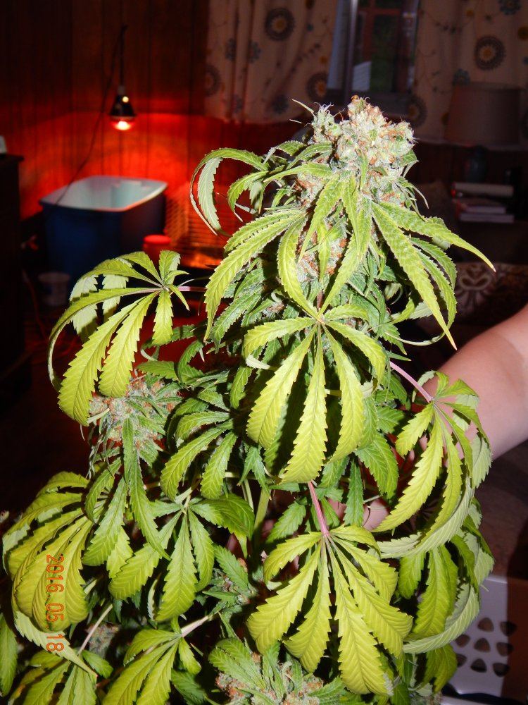 Indoor 072