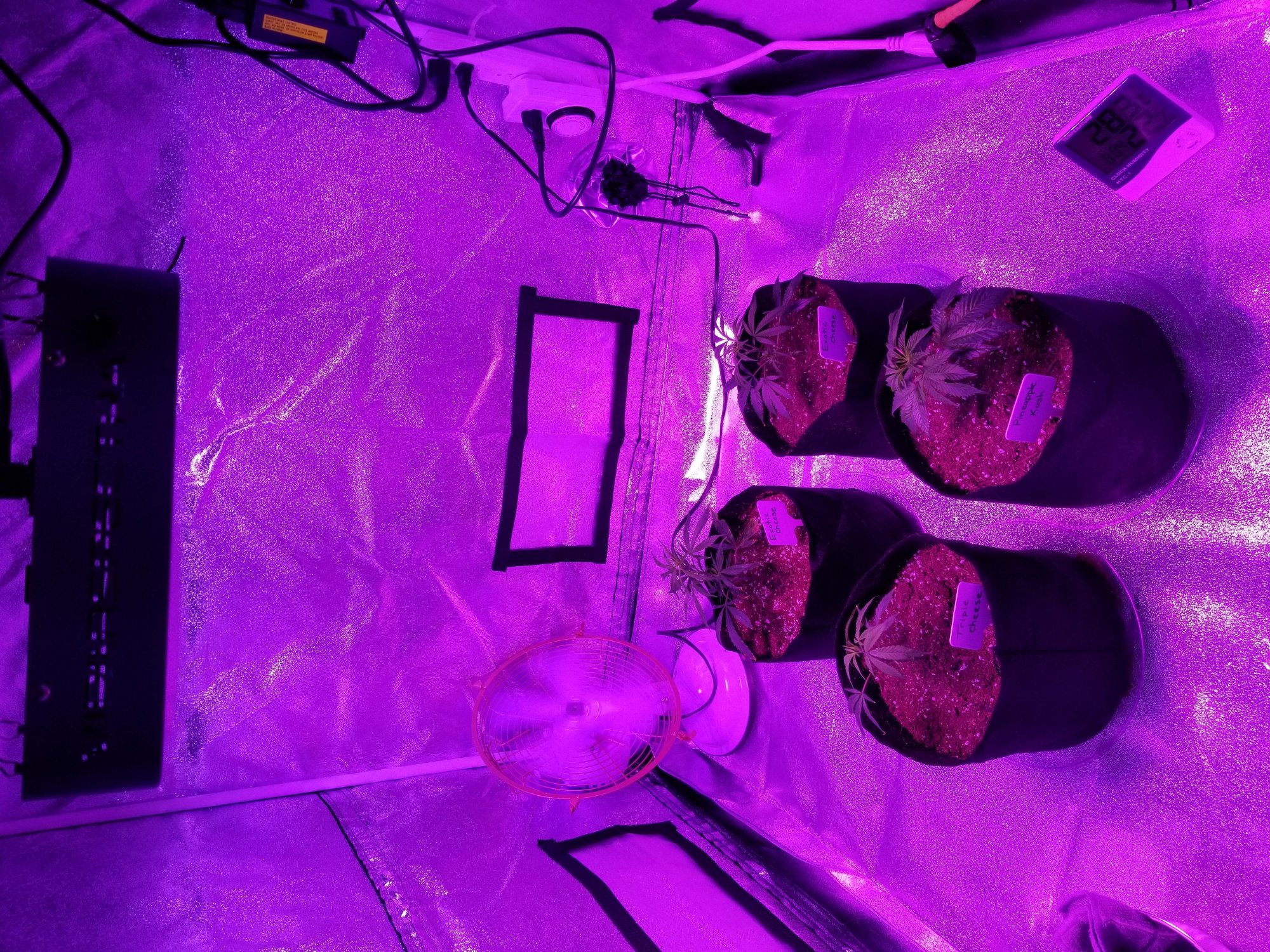 Indoor grow 1  clones 3