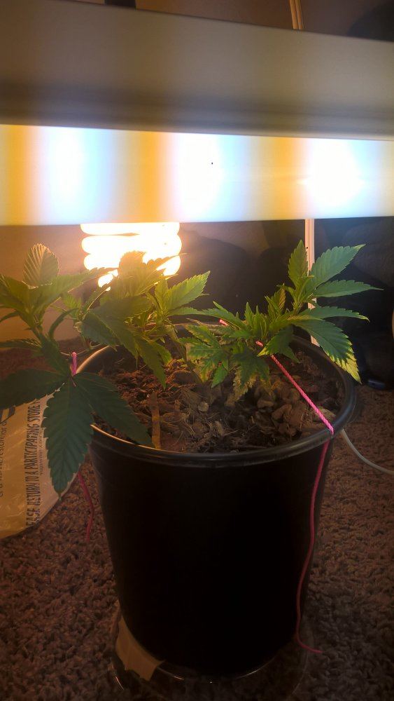 Indoor grow alaska one plant 600w 2