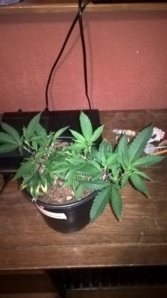 Indoor grow alaska one plant 600w 3