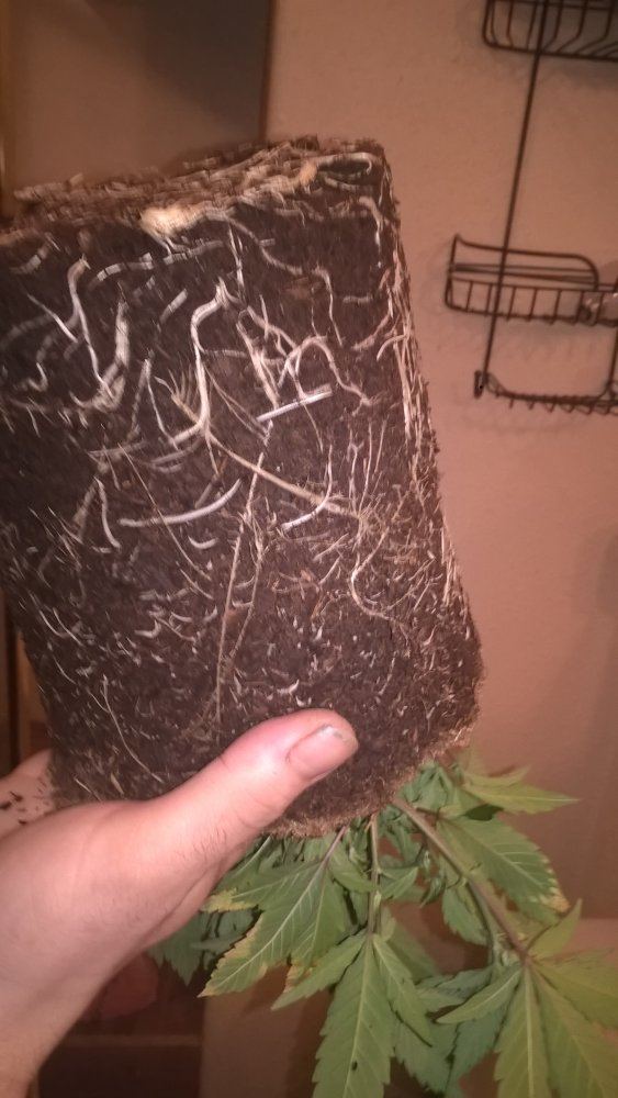Indoor grow alaska one plant 600w 5