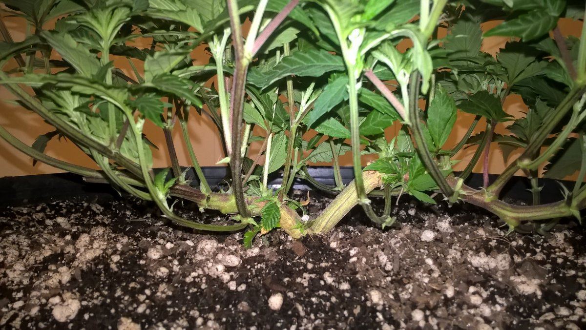 Indoor grow alaska one plant 600w 6