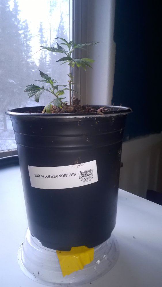 Indoor grow alaska one plant 600w