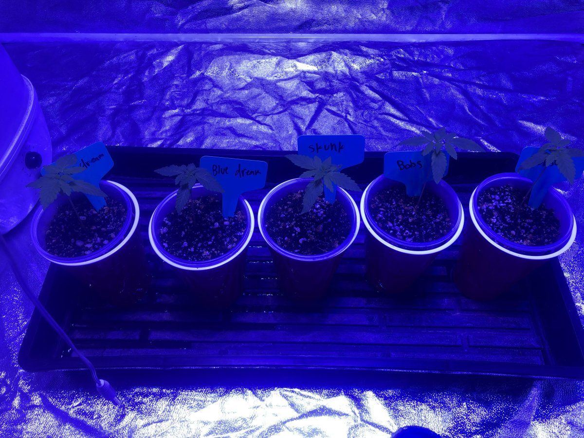 Indoor grow direct sow thoughts 2